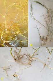 Attēlu rezultāti vaicājumam “Stuckenia pectinata”
