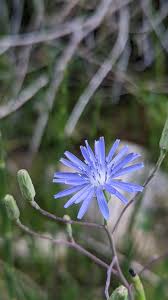 Attēlu rezultāti vaicājumam “Lactuca tatarica flower”