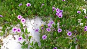 Attēlu rezultāti vaicājumam “Convolvulaceae”