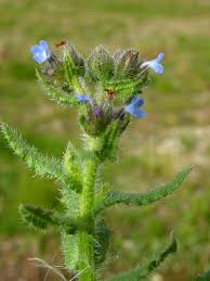 Attēlu rezultāti vaicājumam “Anchusa arvensis”