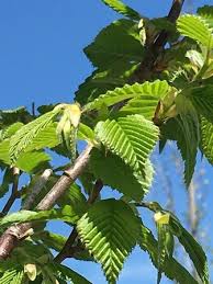Attēlu rezultāti vaicājumam “Carpinus betulus leaf”