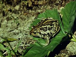 Attēlu rezultāti vaicājumam “Pelobates fuscus”