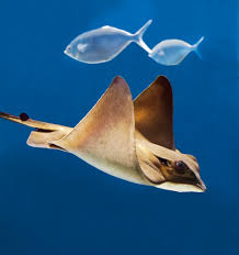 Image result for Myliobatis aquila