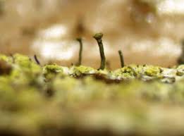 Attēlu rezultāti vaicājumam “Chaenotheca chrysocephala”