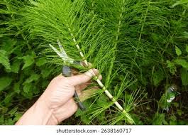 Attēlu rezultāti vaicājumam “Equisetum arvense”