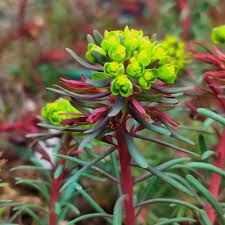 Attēlu rezultāti vaicājumam “Euphorbia cyparissias leaf”