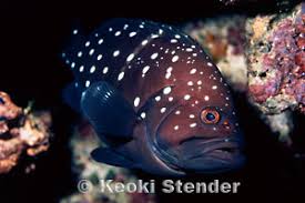 Image result for Hyporthodus quernus