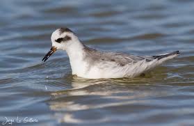 Attēlu rezultāti vaicājumam “Phalaropus fulicarius adult”