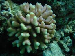 Attēlu rezultāti vaicājumam “Pistillaria sp.”