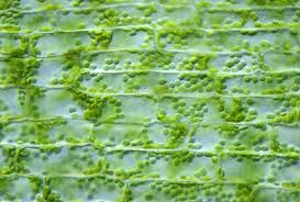 Attēlu rezultāti vaicājumam “Elodea canadensis leaf”