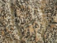 Attēlu rezultāti vaicājumam “Arthonia vinosa”