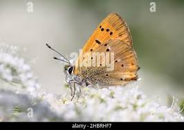 Attēlu rezultāti vaicājumam “Lycaena virgaureae underside”