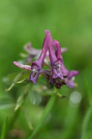 Attēlu rezultāti vaicājumam “Corydalis cava flower”