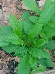 Attēlu rezultāti vaicājumam “Crepis paludosa leaf”