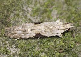 Attēlu rezultāti vaicājumam “Hypatima rhomboidella”