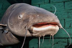 Image result for Ictalurus furcatus