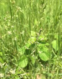 Attēlu rezultāti vaicājumam “Poa compressa leaf”