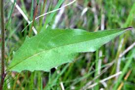 Attēlu rezultāti vaicājumam “Hieracium murorum leaf”