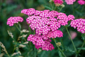 Attēlu rezultāti vaicājumam “Achillea millefolium flower”