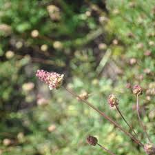 Image result for Sanguisorba minor