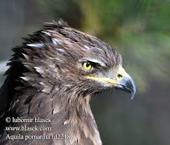 Attēlu rezultāti vaicājumam “Aquila pomarina”