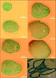 Attēlu rezultāti vaicājumam “Leucojum vernum var. vernum”
