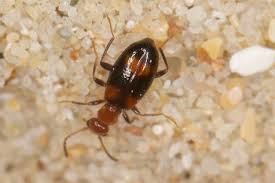 Attēlu rezultāti vaicājumam “Anthicidae”