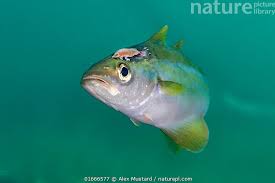 Image result for Pollachius pollachius