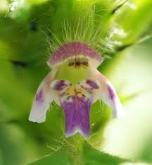 Attēlu rezultāti vaicājumam “Galeopsis tetrahit leaf”
