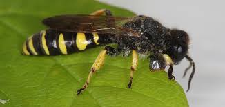 Attēlu rezultāti vaicājumam “Cribraria rubiginosa macro”