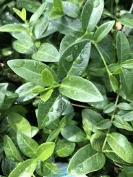 Attēlu rezultāti vaicājumam “Vinca minor leaf”