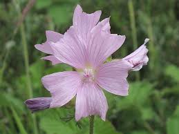 Image result for Malva moschata