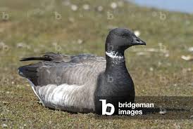 Attēlu rezultāti vaicājumam “Branta bernicla”