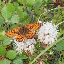 Attēlu rezultāti vaicājumam “Boloria aquilonaris upperside”