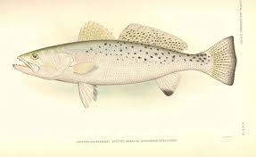 Image result for Cynoscion nebulosus