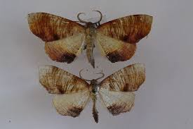 Attēlu rezultāti vaicājumam “Plagodis dolabraria”