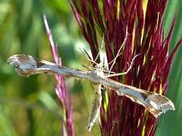 Attēlu rezultāti vaicājumam “Platyptilia gonodactyla”