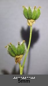 Attēlu rezultāti vaicājumam “Filipendula vulgaris bud”