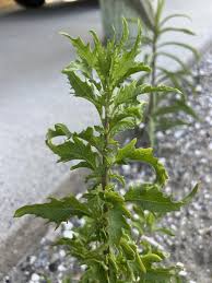 Image result for Chenopodium ambrosioides
