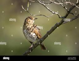 Attēlu rezultāti vaicājumam “Turdus philomelos adult”