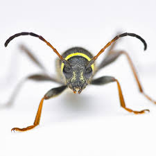 Attēlu rezultāti vaicājumam “Clytus arietis”