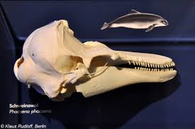 Image result for Phocoena phocoena