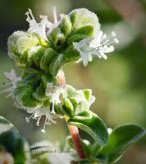 Image result for Origanum majorana