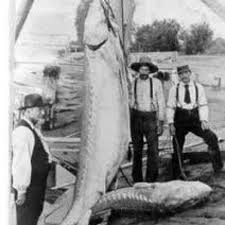 Image result for Acipenser transmontanus