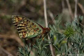 Attēlu rezultāti vaicājumam “Argynnis niobe underside”