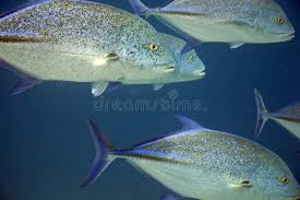 Image result for Caranx melampygus