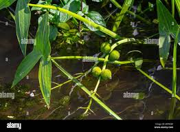 Attēlu rezultāti vaicājumam “Sagittaria sagittifolia fruit”