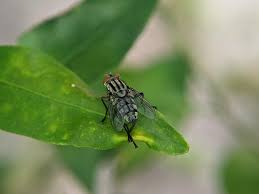 Attēlu rezultāti vaicājumam “Sarcophaga carnaria”