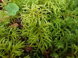 Attēlu rezultāti vaicājumam “Hylocomiastrum umbratum”