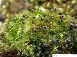 Attēlu rezultāti vaicājumam “Riccardia latifrons”